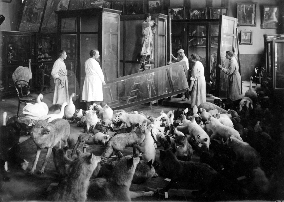 Moscow Darwin Museum exhibition installation, 1930